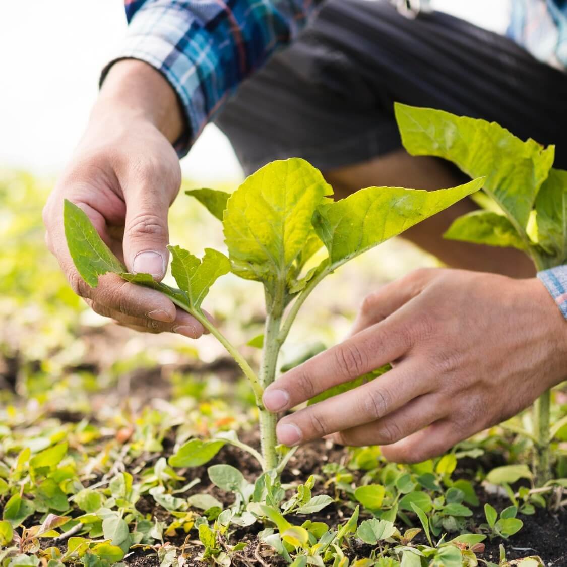 Producción agrícola